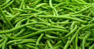 fagiolino