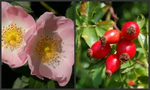 rosa-canina